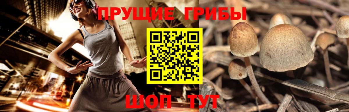 Курчатов  Галлюциногенные грибы ЛСД  закладка  Вход с VPN 